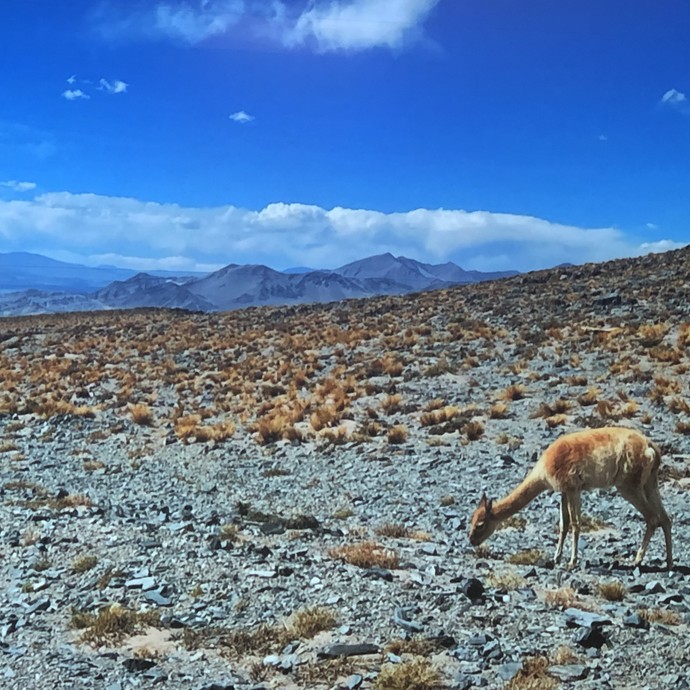 Karge Landschaft mit Hügeln und einem Lama, das grast. (vergrößerte Bildansicht wird geöffnet)