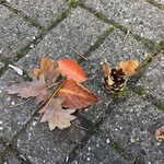 vergrößerte Bildansicht wird geöffnet