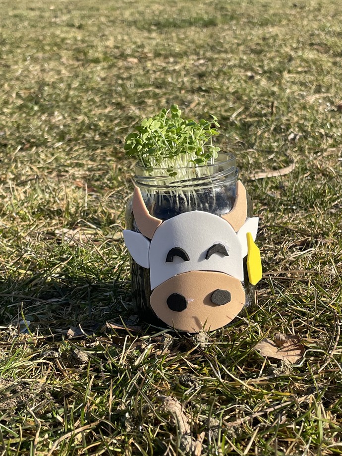 Ein Glas mit einem verziertem Kuhgesicht aus dem Setzlinge wachsen